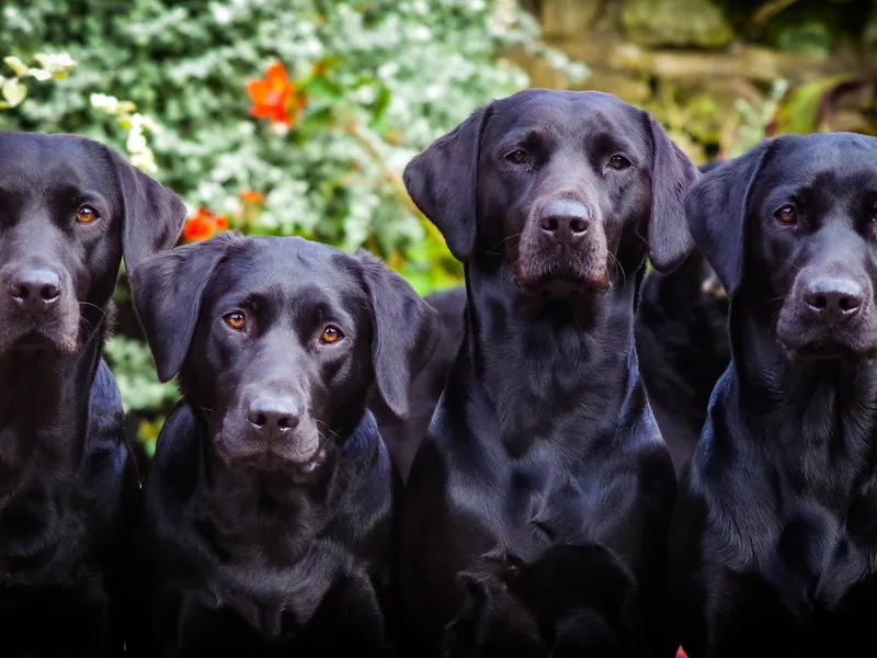 Shrubshill Gundogs photo 1
