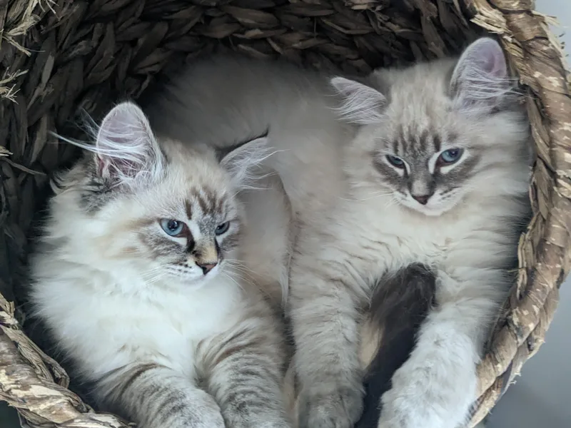 Siberian Diamondcat photo 1