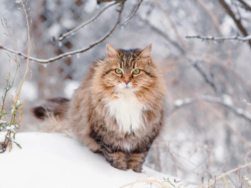 SiberianCuties photo 1
