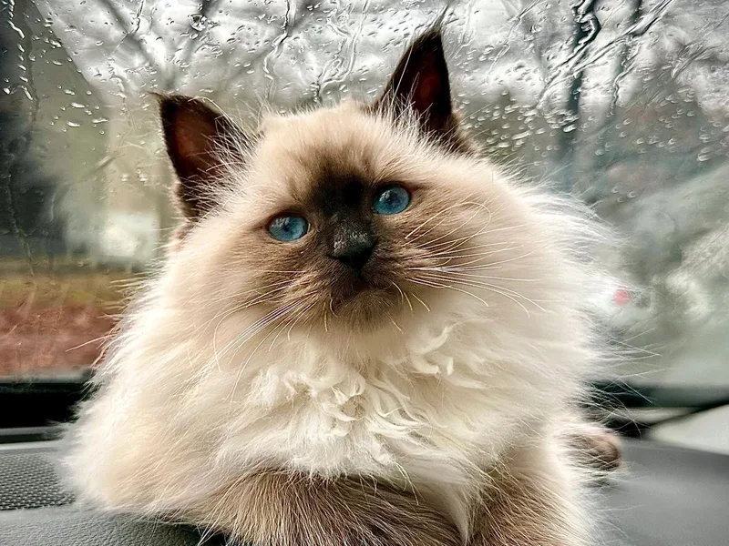 SiberianSpring