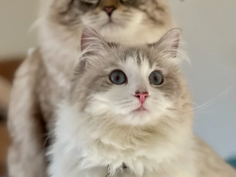 Siberiantaj