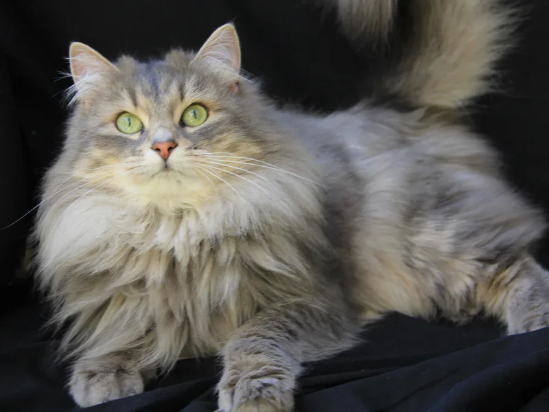 Siberlove