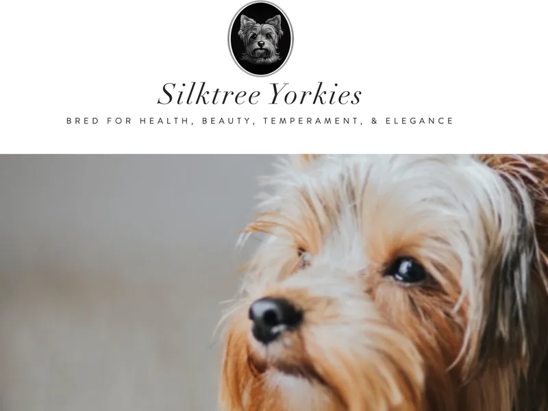 Silktree Yorkies