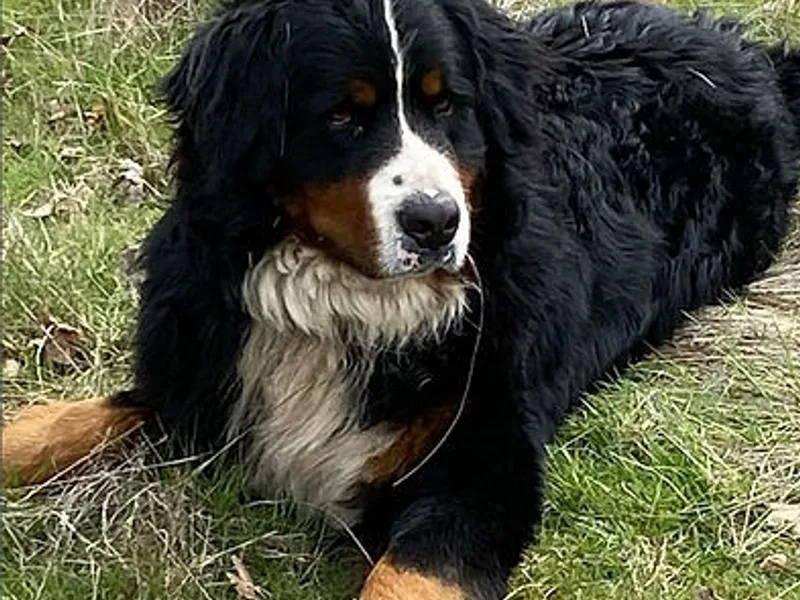 Silver Falls Bernese
