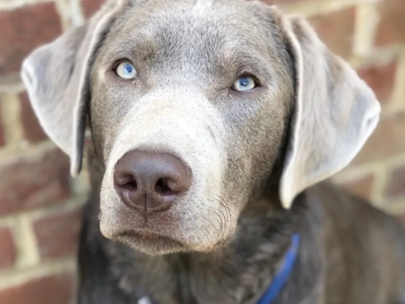 SILVER FOX LABRADORS  photo 1
