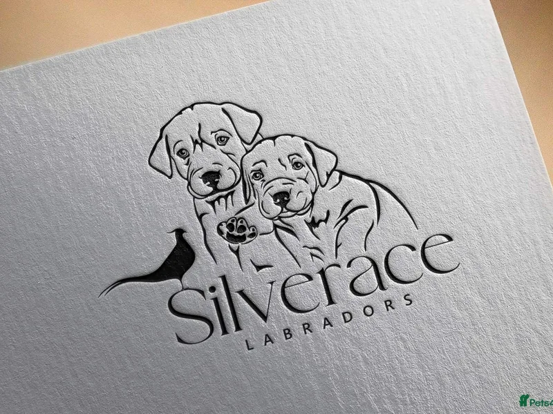 Silverace Labradors photo 1