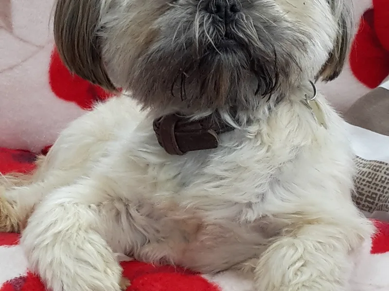 Simon photo 1