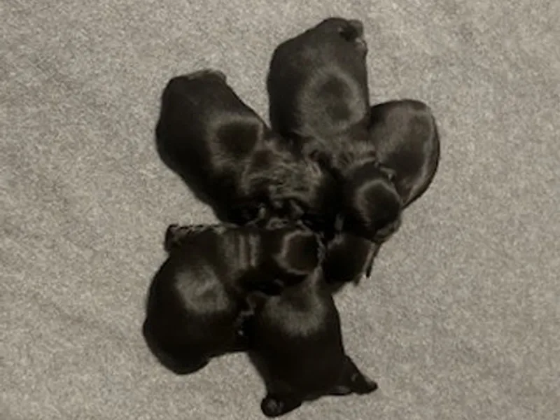 Simply Shih Tzu of NEPA