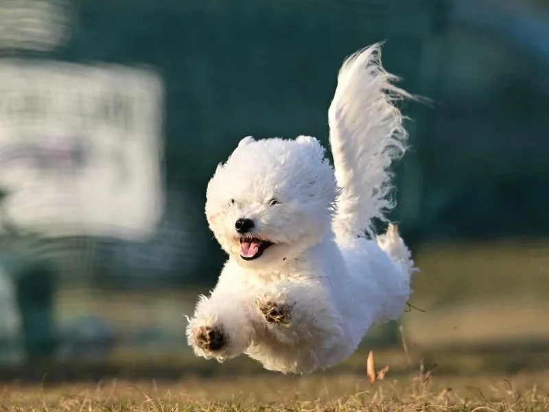 Siren Bichon Frisé