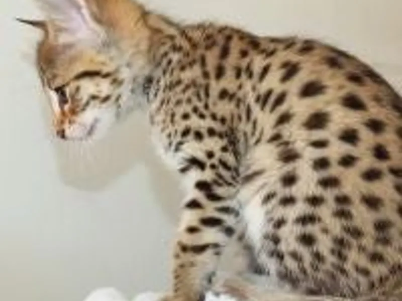 Sittingpretty Cats photo 1