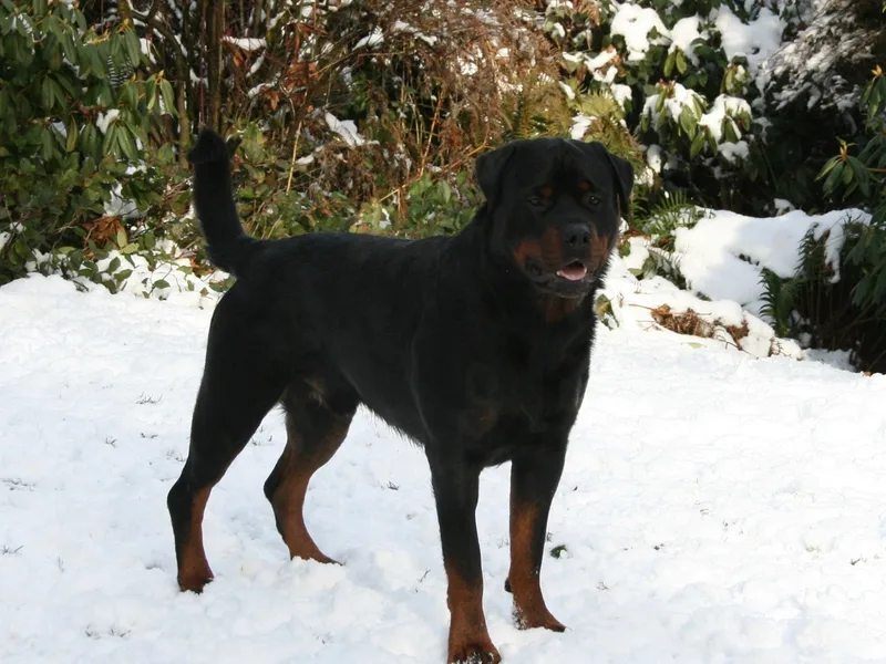 Sky Valley Rottweilers