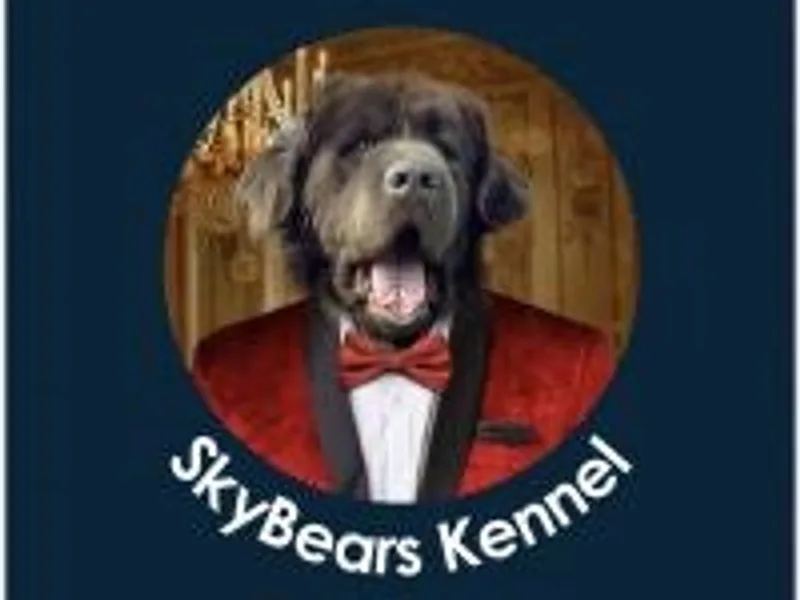 SKYBEARS photo 1