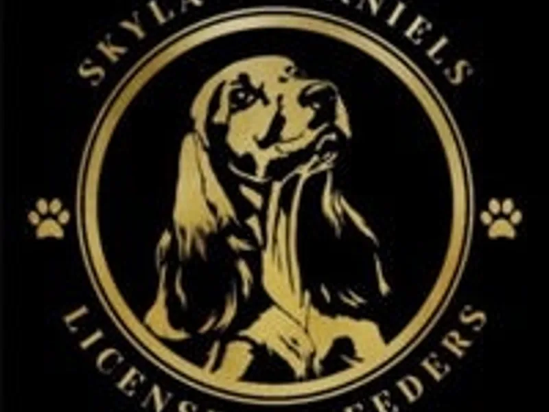 Skylas Spaniels photo 1