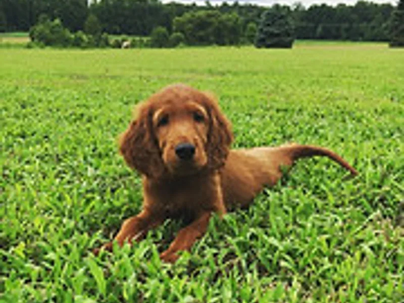 Skyview's Irish Setters