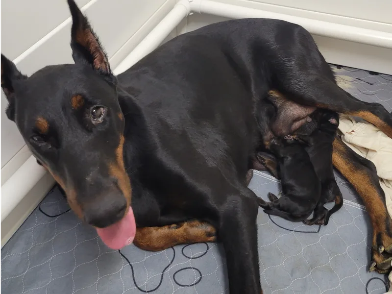 Smoky Mountain Dobermans