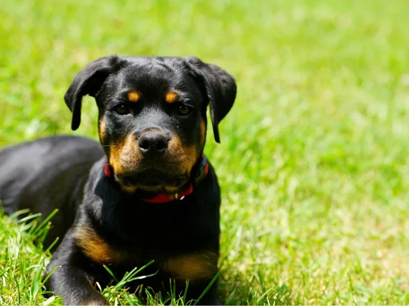 Smoky Mountain Rottweilers