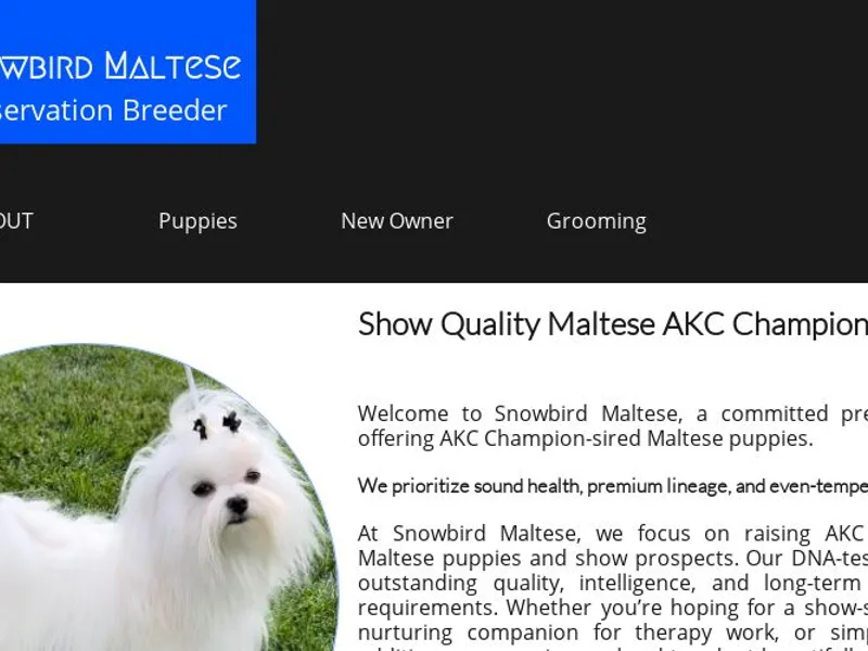 Snowbird Maltese