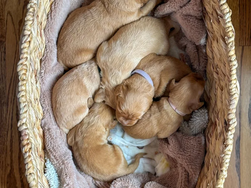 Snowy River Goldens