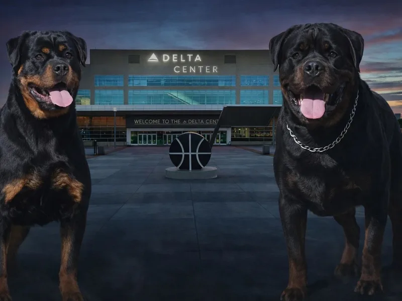 Snubnose Rottweilers