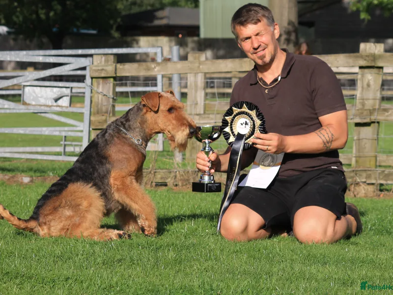 SolMiradale terriers photo 1