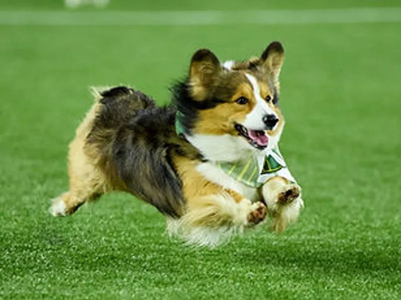 Solstice Farm Corgis