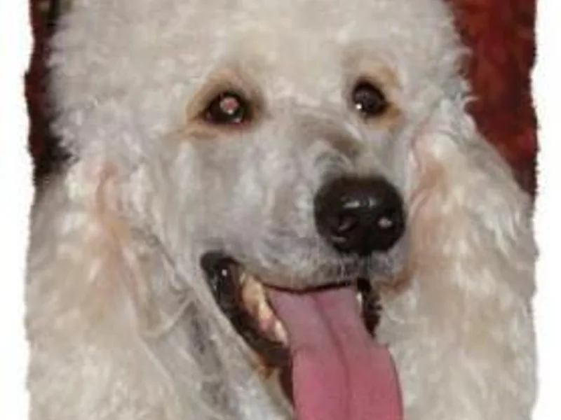 Sonne Standard Poodles