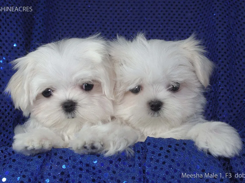 Sonshine Acres Maltese