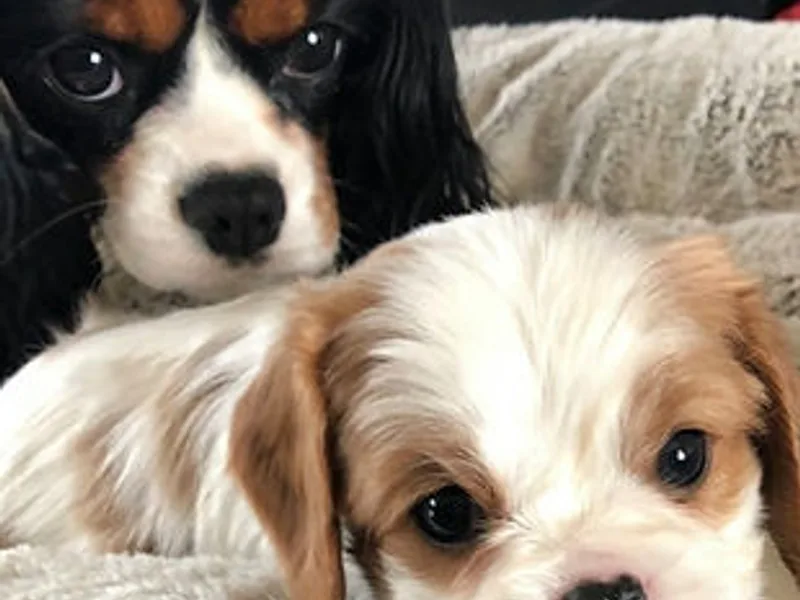 Sophia's Hearth Cavaliers