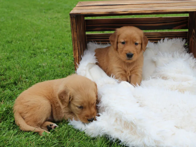 South Hill Kennels LLC