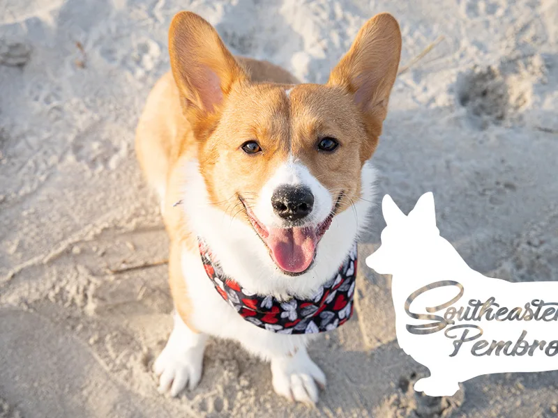 Southeastern Pembrokes