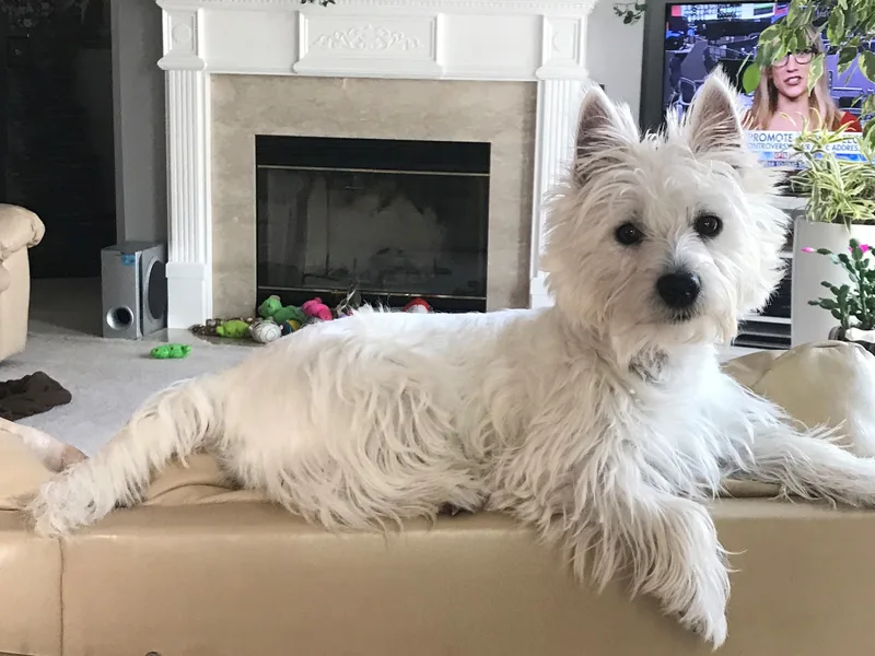 Southern Belle Westies