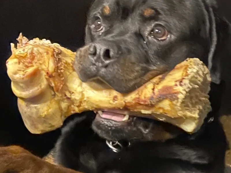 Sovereign Rottweilers & Boxweilers photo 1