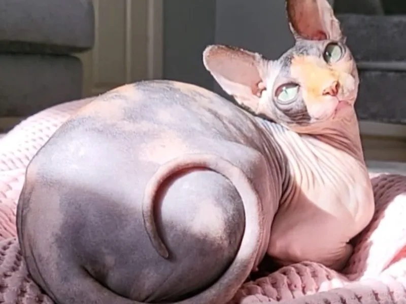 SphynxLuxe photo 1