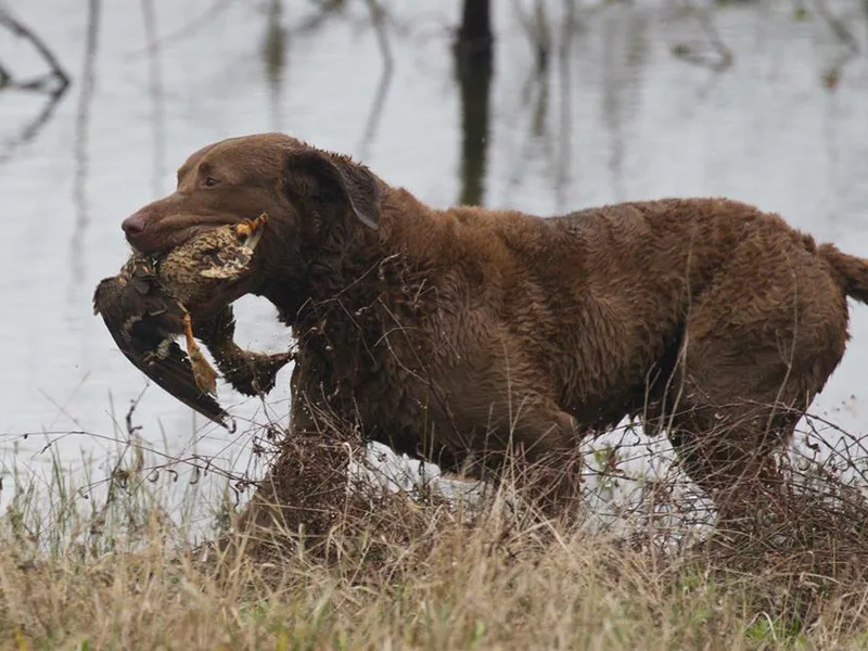 Spinnaker Chesapeakes