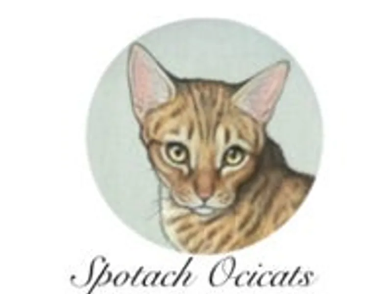 Spotach Ocicats photo 1