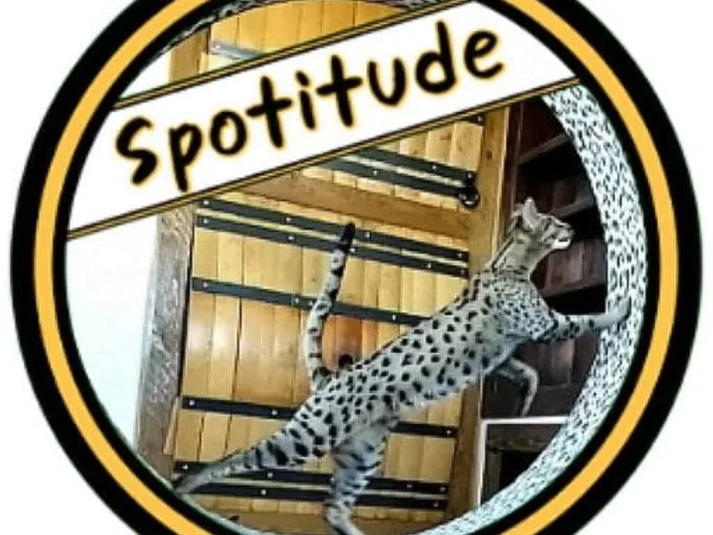 Spotitude photo 1