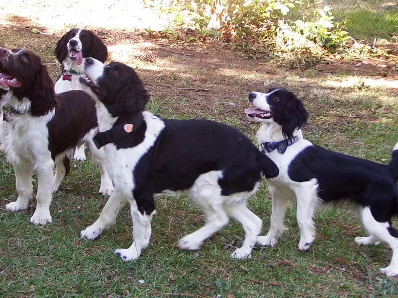 Spring of Joy Kennel