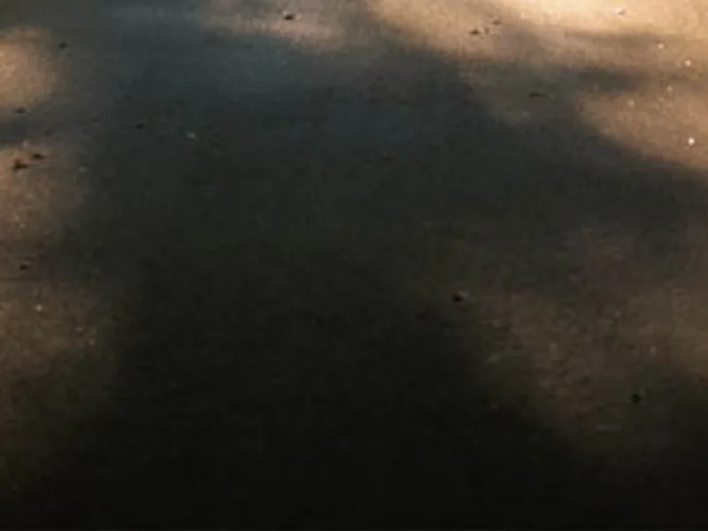 Stadtler Miniature Schnauzers