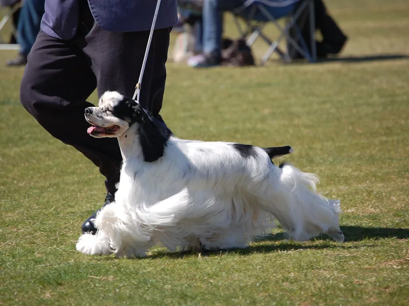 Stand Alone's cockers /www.standalonecockers.com/Heather DiFrancesco