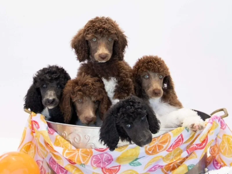 Standard Poodle Pups