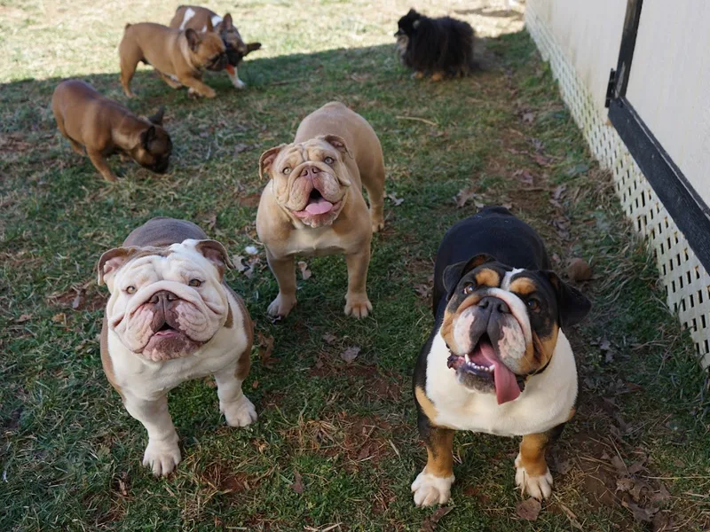 Starry Night Bulldogs