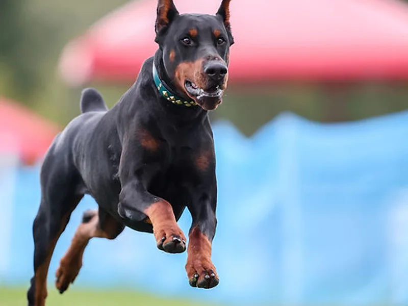 Steel Haus Dobermans