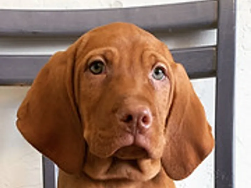 Steve Jarvis Vizslas