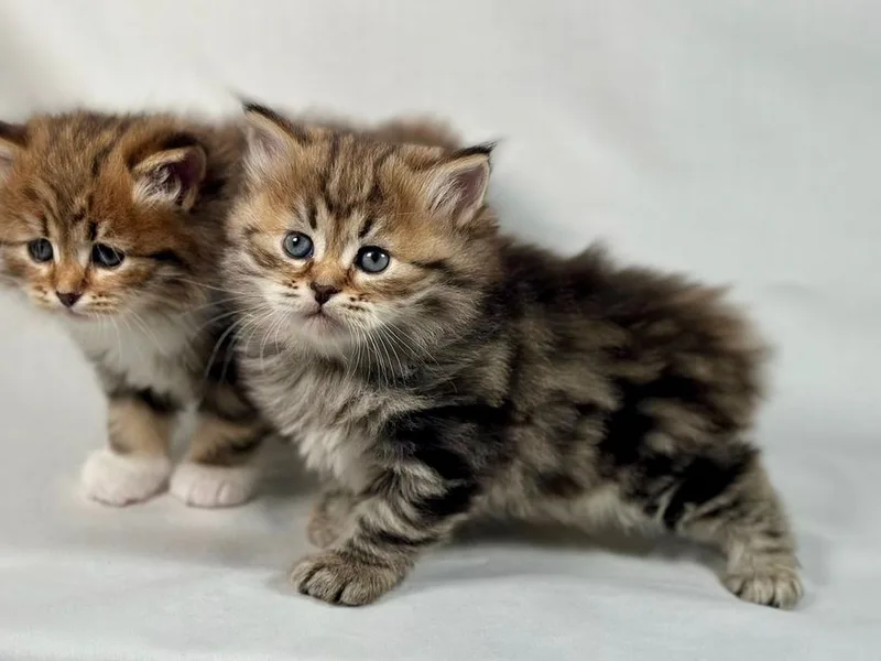 Stillwatersibs