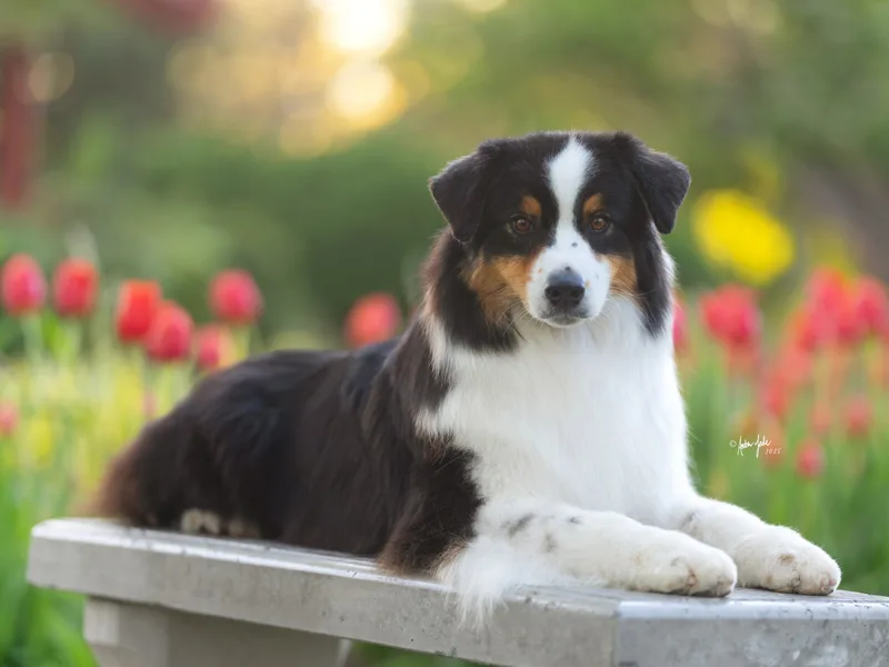 Stone Ridge Australian Shepherds