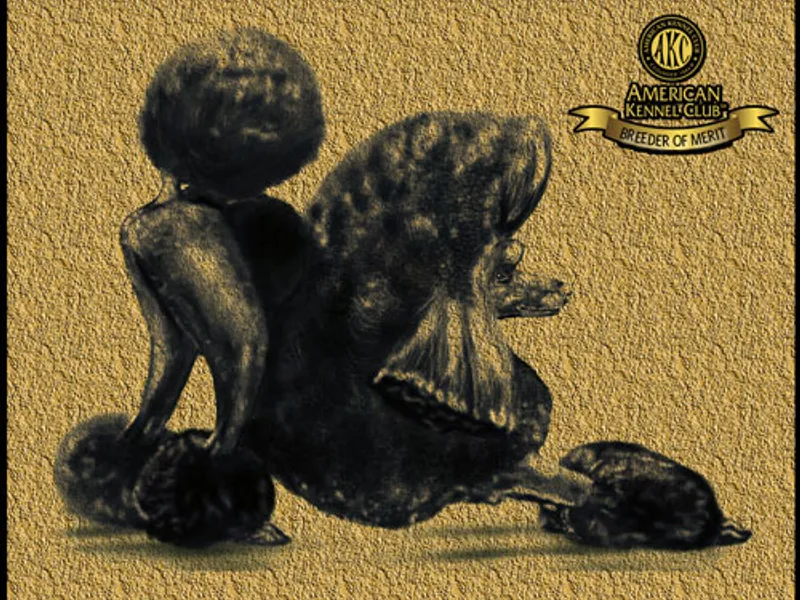 Stone Run Standard Poodles