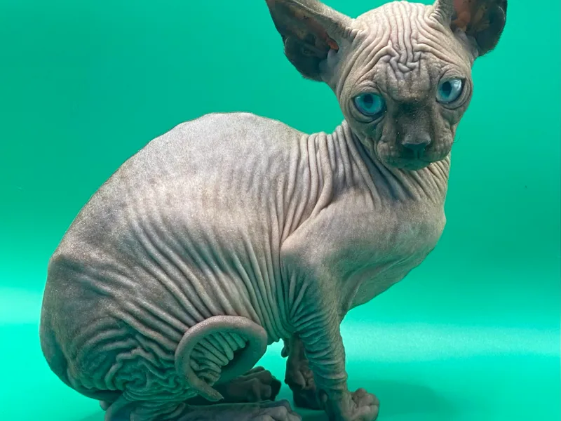 StonehamSphynx photo 1