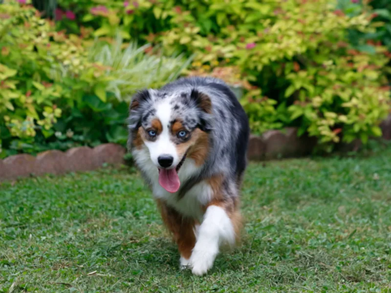 Stones River Miniature American Shepherds