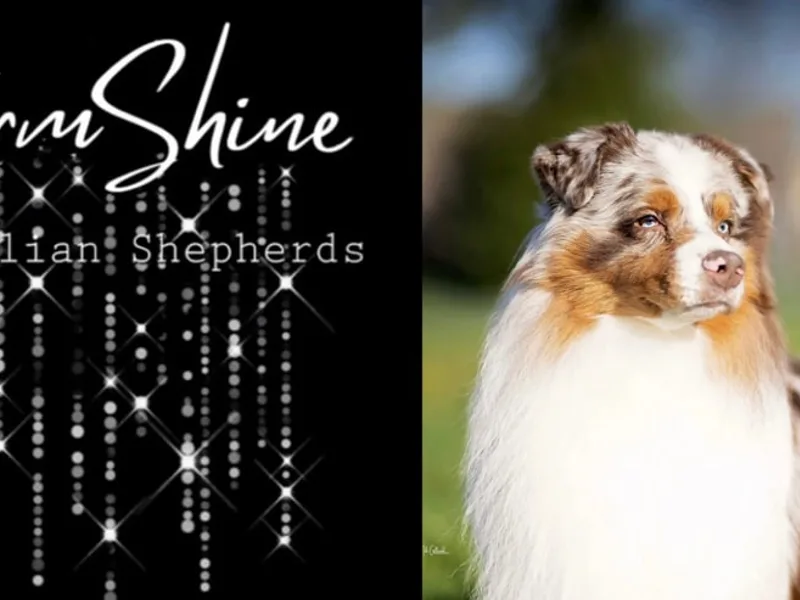 Storm Shine Australian Shepherds
