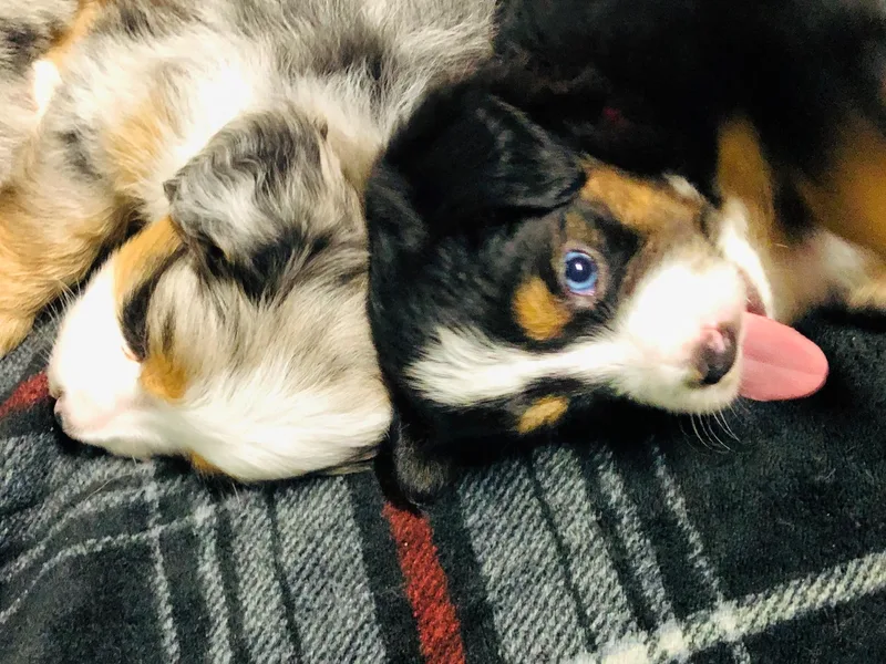 Stormborn FL Kennels